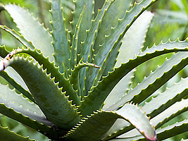 Aloe vera ou babosa