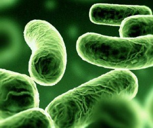 probiótico probiótico